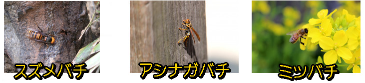 蜂の種類